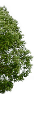 左端の大きな木